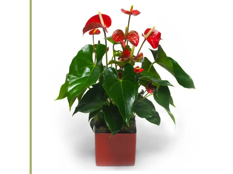 Anthurium 
