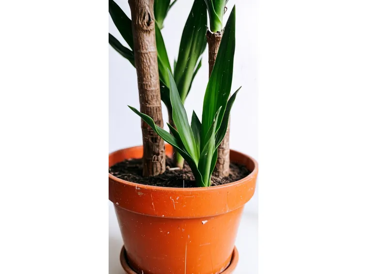 Dracaena Fragrans (Tronchetto della Felicità)