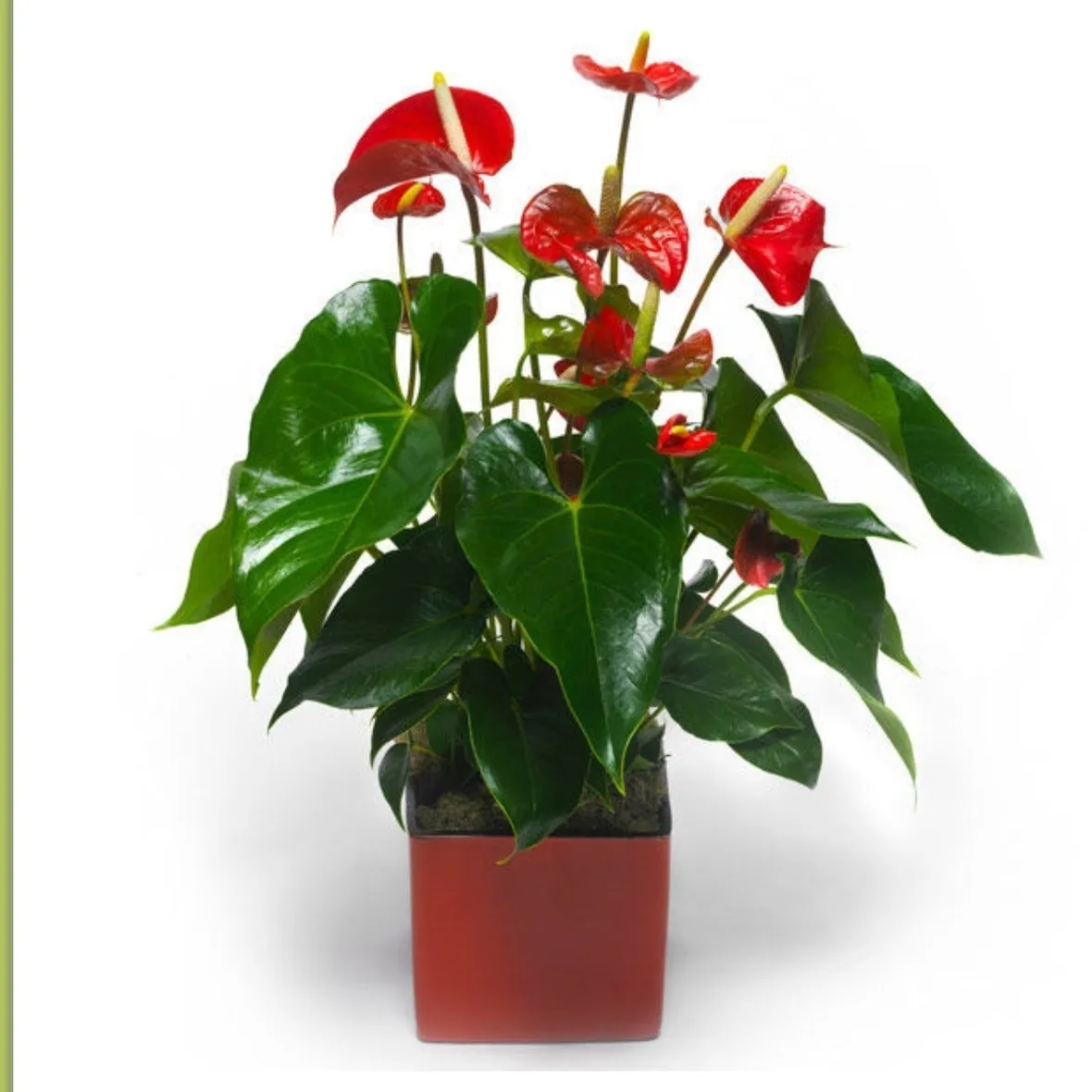 Anthurium 