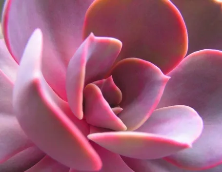 Specie differenti appartenenti alla famiglia dei Cactus