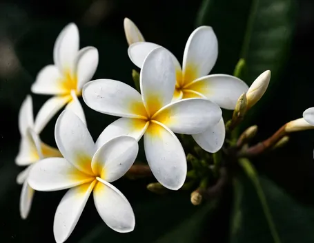 fiori plumeria