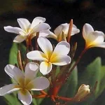 fiori plumeria