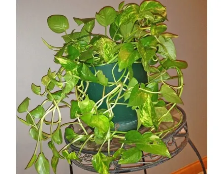 pothos