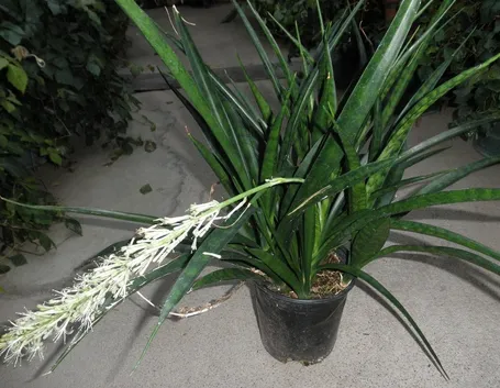 pianta della sanseveria