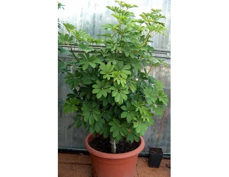 Schefflera