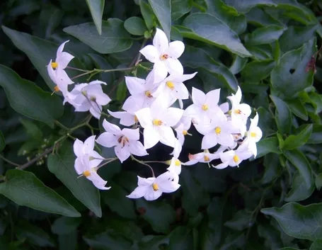 Fiori di solanum capsicastrum