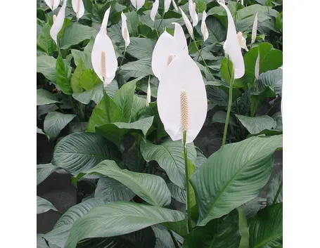 Spathiphyllum in fiore.