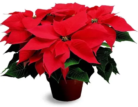 Stella di Natale
