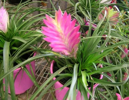Esemplare di tillandsia cyanea
