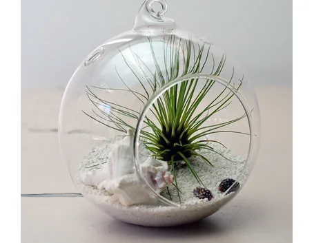 composizione tillandsia