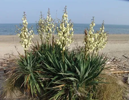 yucca gloriosa