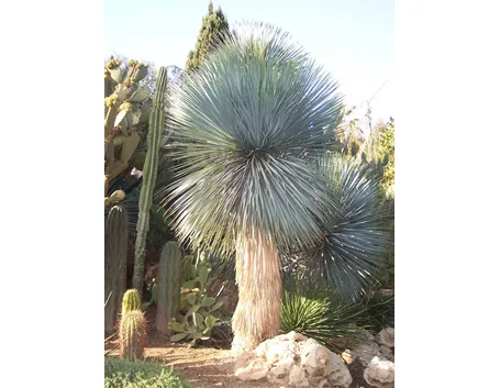 Yucca rostrata selvatica