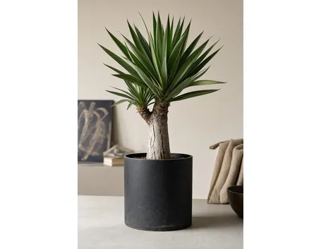 yucca