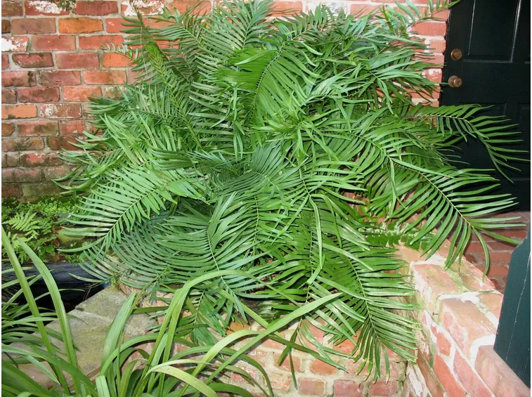 Zamia