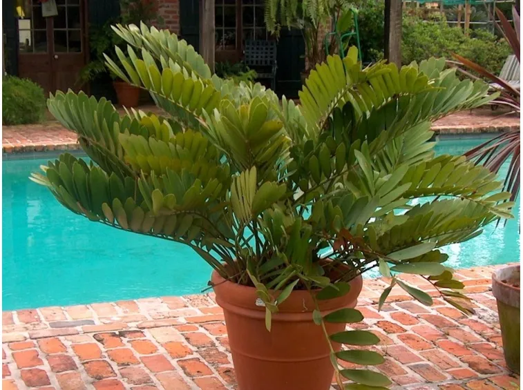 Zamia furfuracea