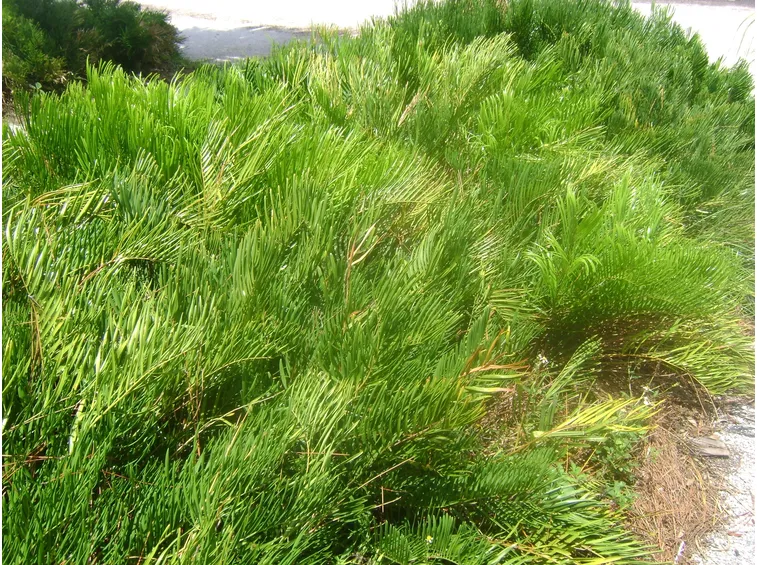 Zamia coontie