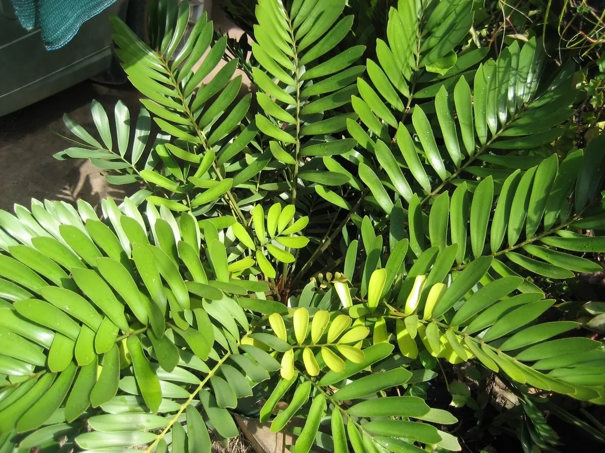 Zamia
