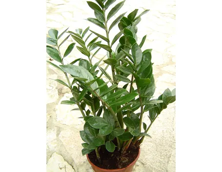Zamioculcas zamiifolia in vaso