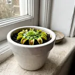 Riconoscere la dormienza della Dionaea: cosa cambia da ottobre in poi