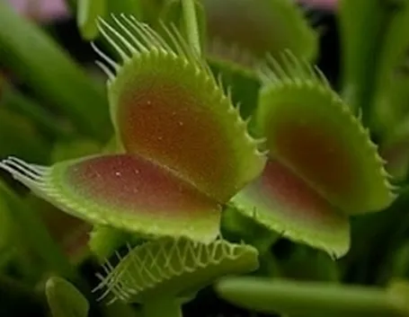 Dionaeamuscipula1