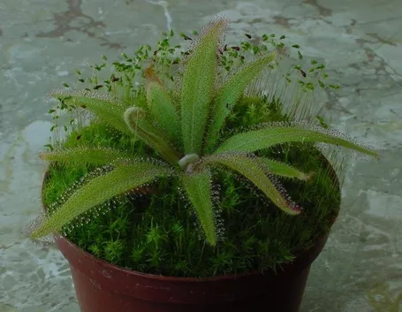 Drosera adelae