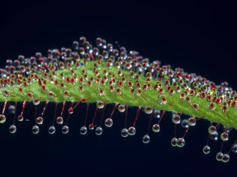 Drosera adelae