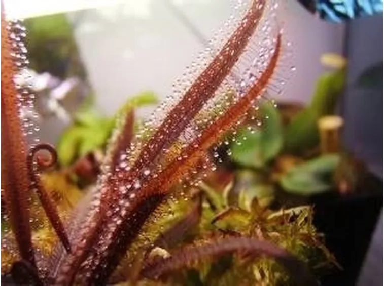 Drosera adelae