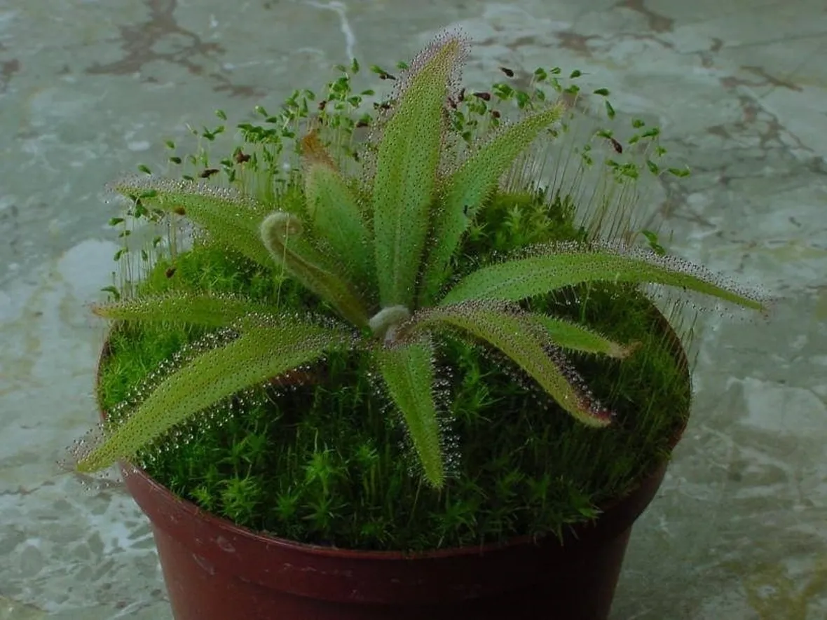 Drosera adelae