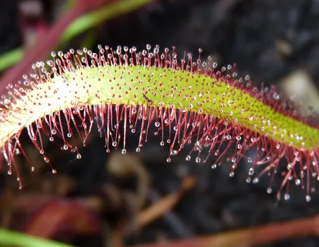 Drosera Capensis