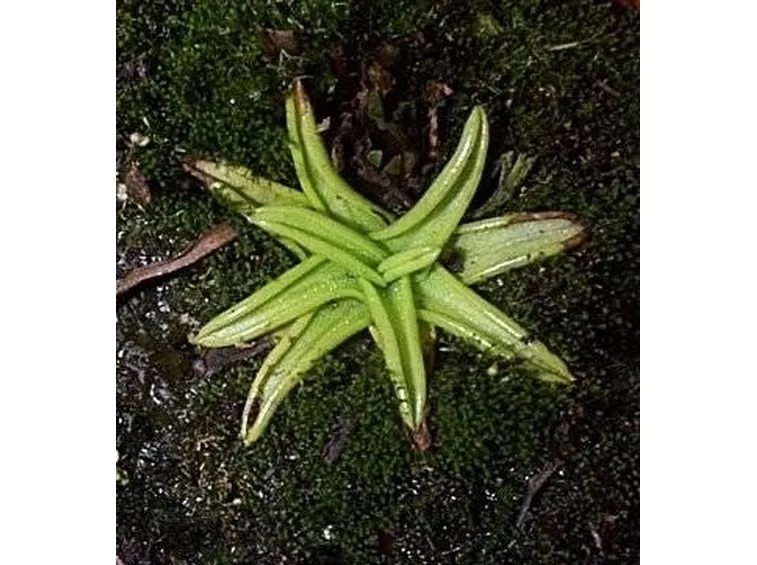 Erba unta