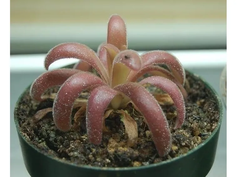 Erba unta