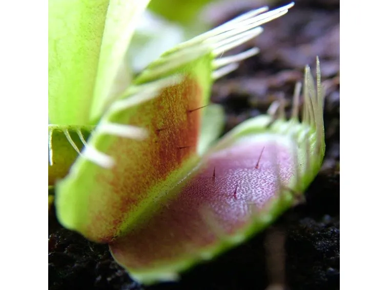 Dettaglio dionea