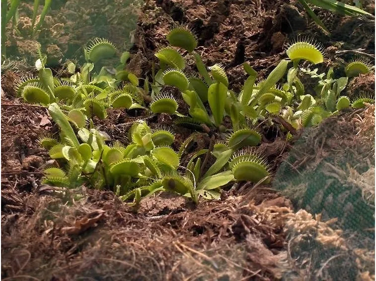 Esemplare di dionea coltivato in piena terra