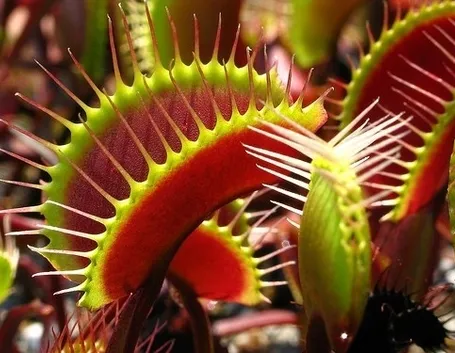 Esemplari di Dionaea muscipula