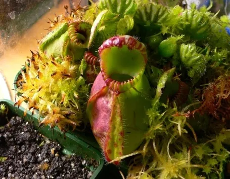 Una bellissima collezione di piante carnivore.