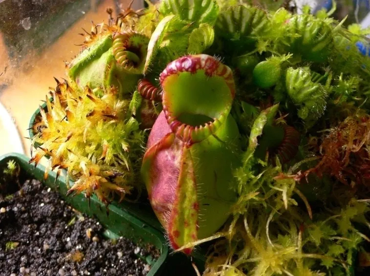 Una bellissima collezione di piante carnivore.