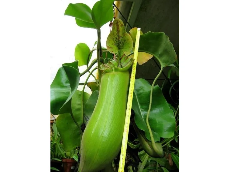 Nepenthes Truncata, si notino le dimensioni.