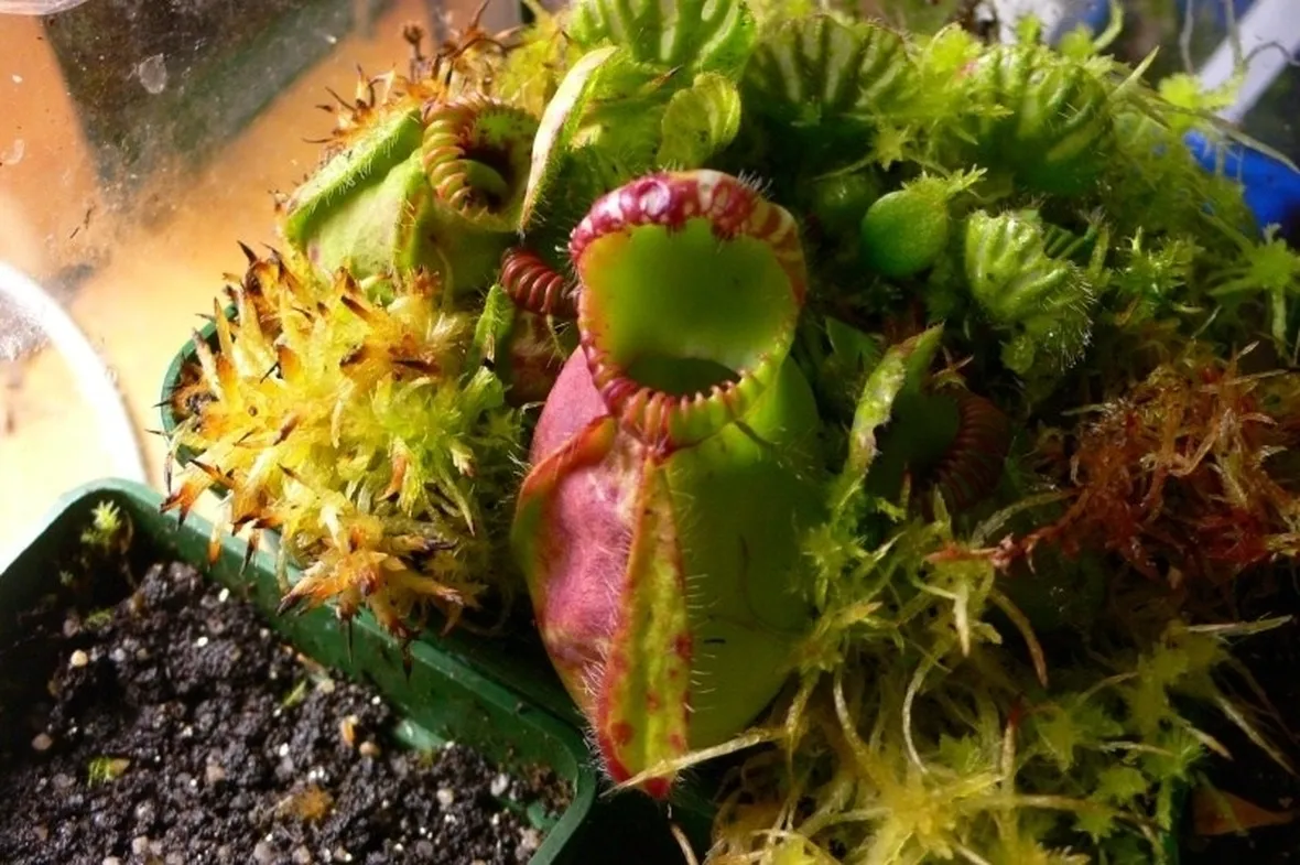 Una bellissima collezione di piante carnivore.