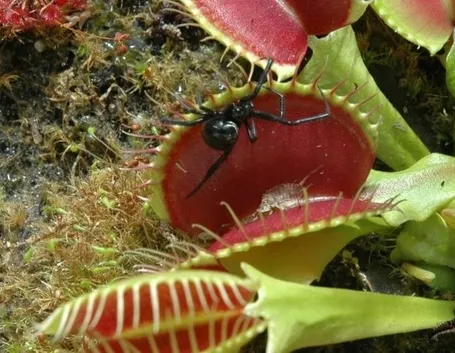 pianta carnivora e insetto