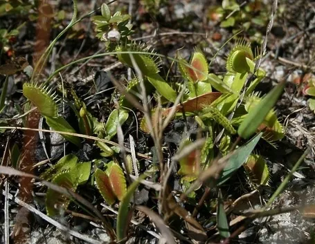 dionea in natura