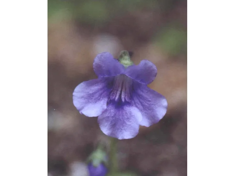 pinguicola grandiflora