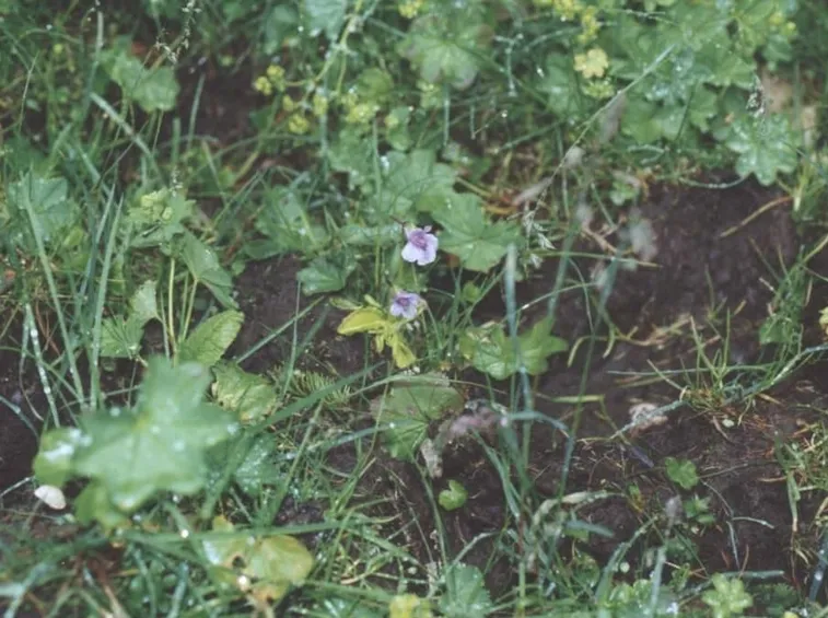 Grandiflora spontanea