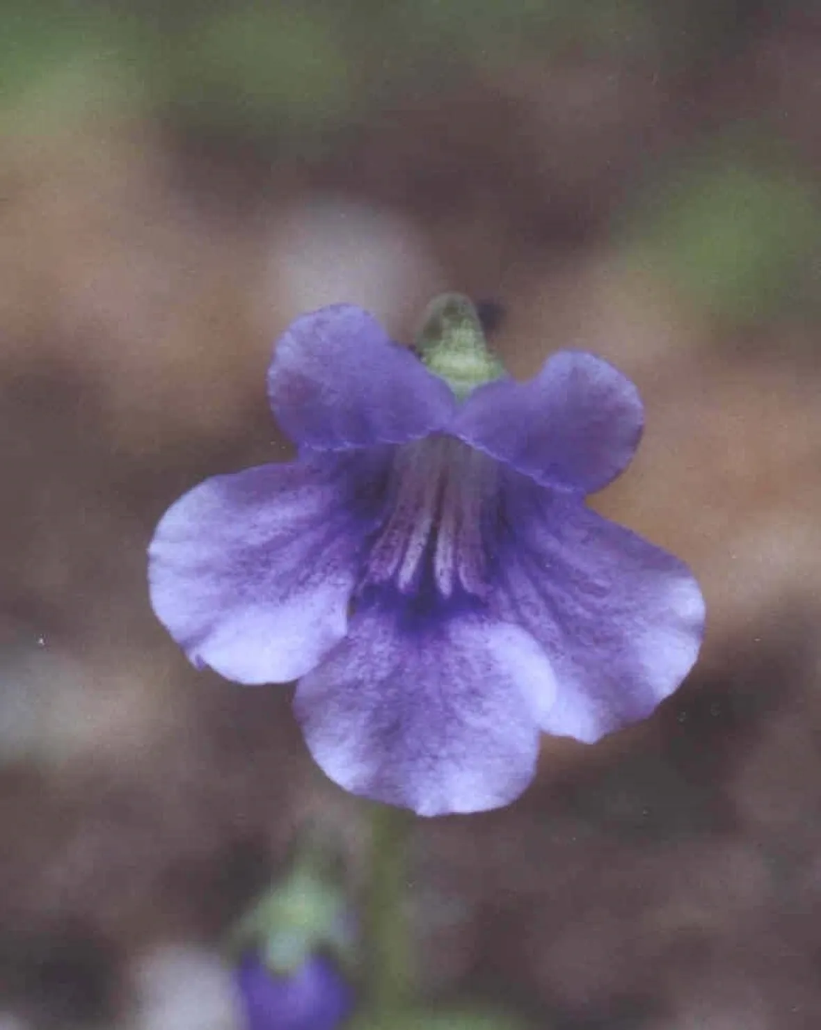 pinguicola grandiflora
