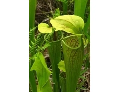 sarracenia1