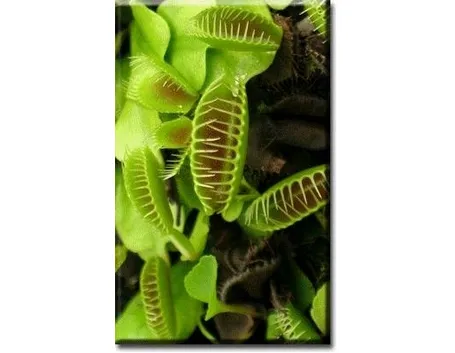 dionea pianta carnivora 
