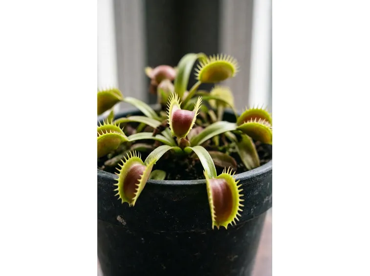 dionea pianta carnivora