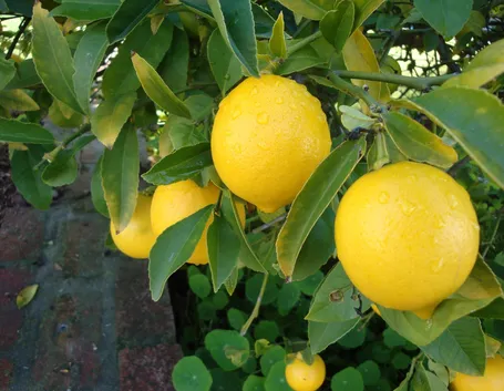 Albero di limoni
