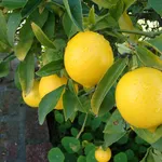 Albero di limoni