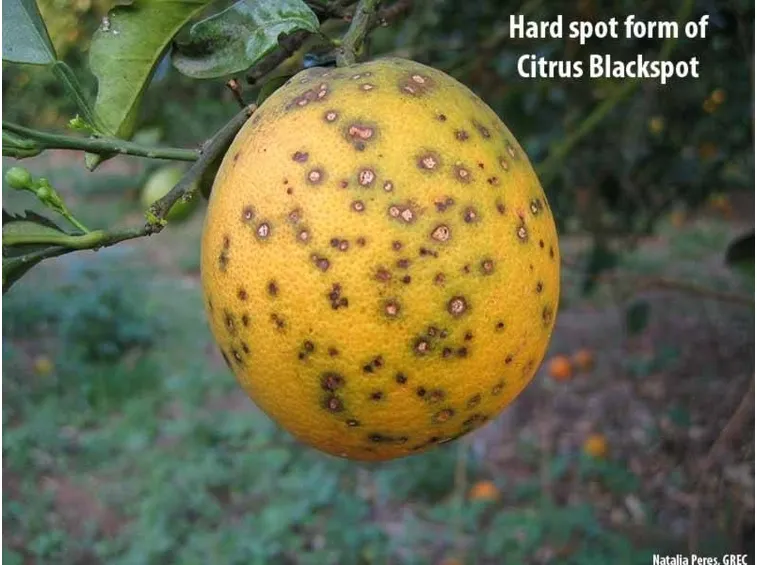 Limone malato