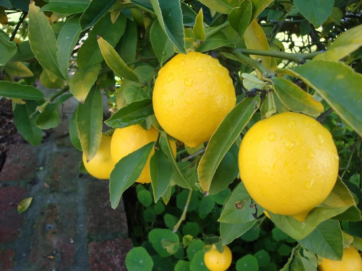 Albero di limoni